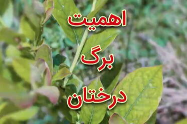 اهمیت برگ درختان