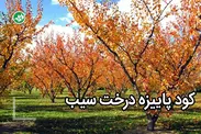 کود پاییزه سیب