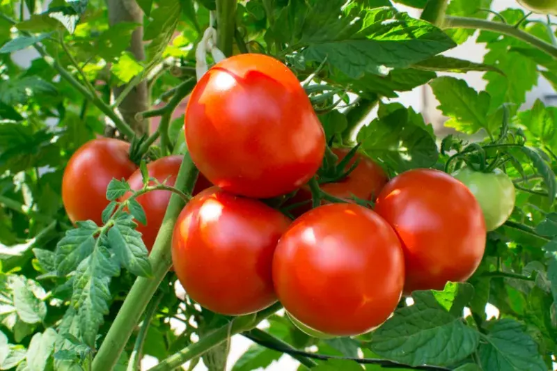 بوته گوجه فرنگی با چند گوجه فرنگی
