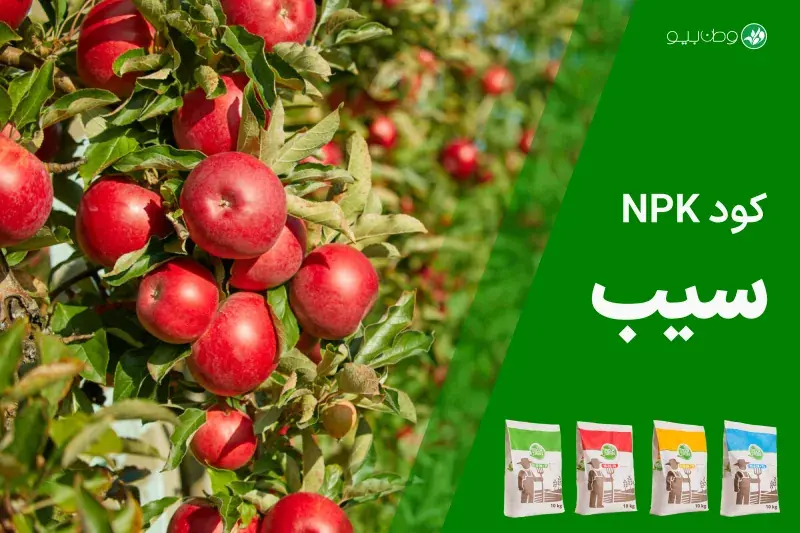 کود NPK سیب