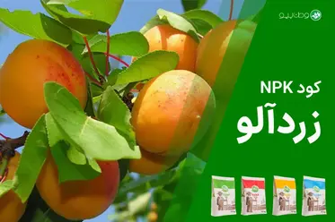 کود NPK زردآلو