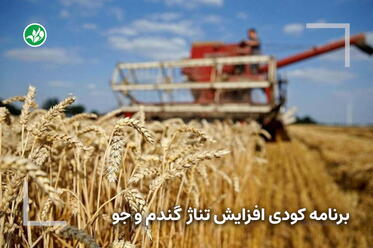 برنامه کودی گندم آبی