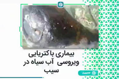 بیماری باکتریی ویروسی آب سیاه سیب