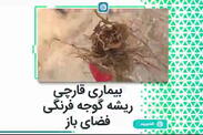 بیماری قارچی ریشه گوجه فرنگی فضای باز