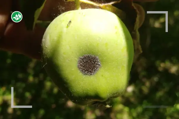 بیماری لکه سیاه روی میوه سیب