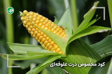 کود مخصوص ذرت علوفه‌ای