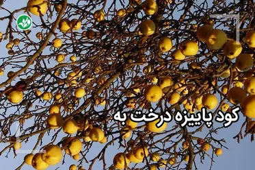 کود پاییزه به