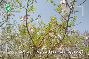 کود بهاره یا فروت ست مخصوص درختان میوه