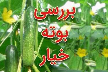 بررسی بوته خیار در گلخانه