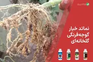 نماتد خیار و گوجه فرنگی گلخانه