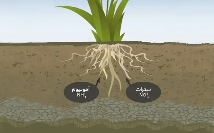 اهمیت نیتروژن در خاک کشاورزی