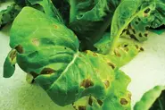 سوختگی برگ ناشی از کود