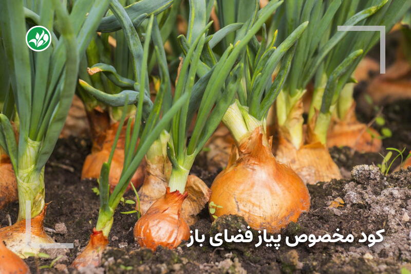 کود مخصوص پیاز فضای باز