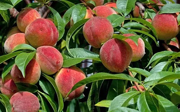 بیماری‌های شایع درخت هلو