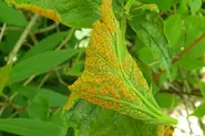 بیماری زنگ گیاهی زیر برگ