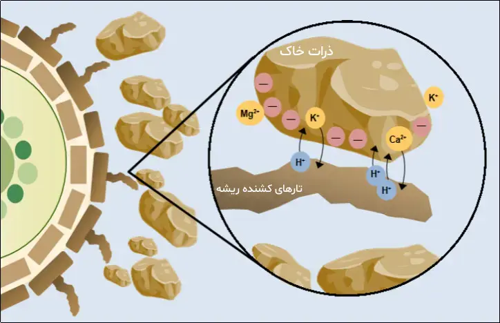 اهمیت نقش ظرفیت تبادل کاتیونی خاک