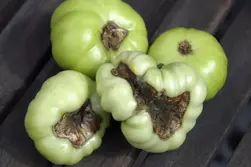 پوسیدگی گلگاه گوجه فرنگی