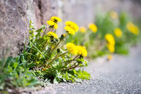 علف هزر در گوشه‌ی دیوار