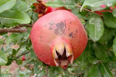 آنتراکنوز انار