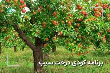 کود مخصوص درخت سیب