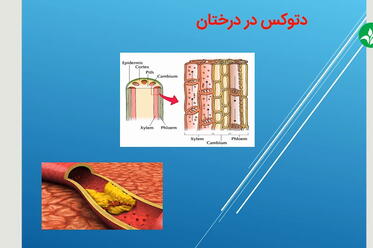دتوکس در درختان