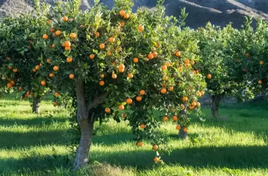 بیمارهای شایع درخت پرتغال