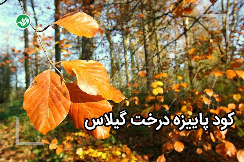 کود پاییزه گیلاس