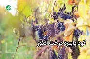 کود پاییزه انگور