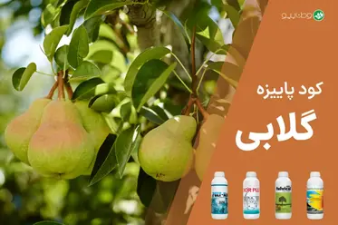 کود پاییزه گلابی