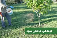 زمان و شیوه‌ی کود‌دهی به درختان میوه