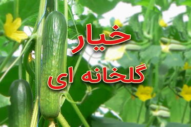 خیار گلخانه ای