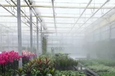 مه‌پاشی گلخانه