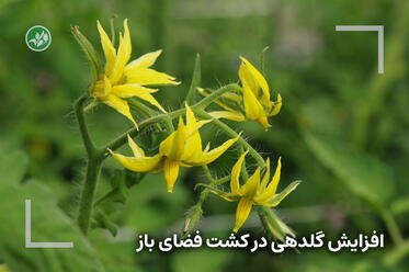 افزایش گلدهی در کشت فضای باز