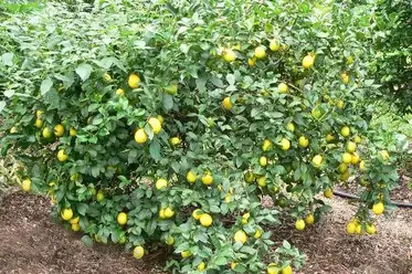 بیمارهای شایع درختان لیمو