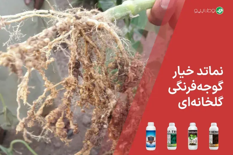 نماتد خیار و گوجه فرنگی گلخانه