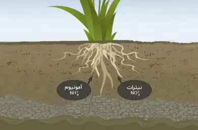 اهمیت نیتروژن در خاک کشاورزی