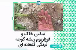 سفتی خاک و فوزاریوم ریشه گوجه فرنگی گلخانه‌ای