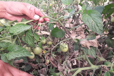 کپک خاکستری گوجه فرنگی