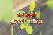 کمبود ازت در کشت بادمجان