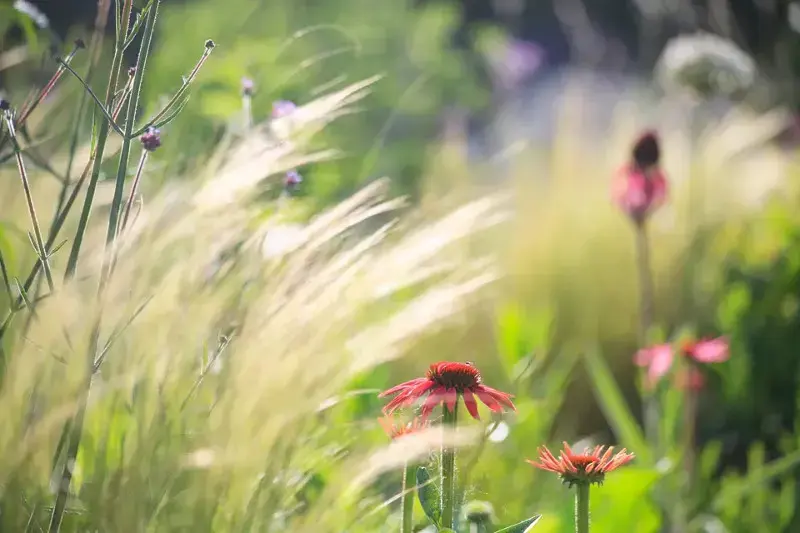 گردش هوا برای گیاهان