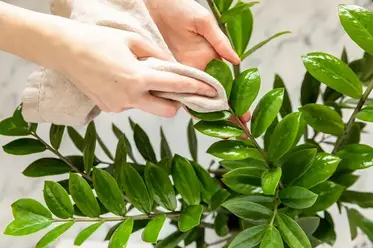 تمیز کردن برگ گیاهان