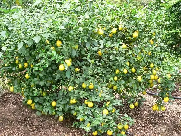 بیمارهای شایع درختان لیمو