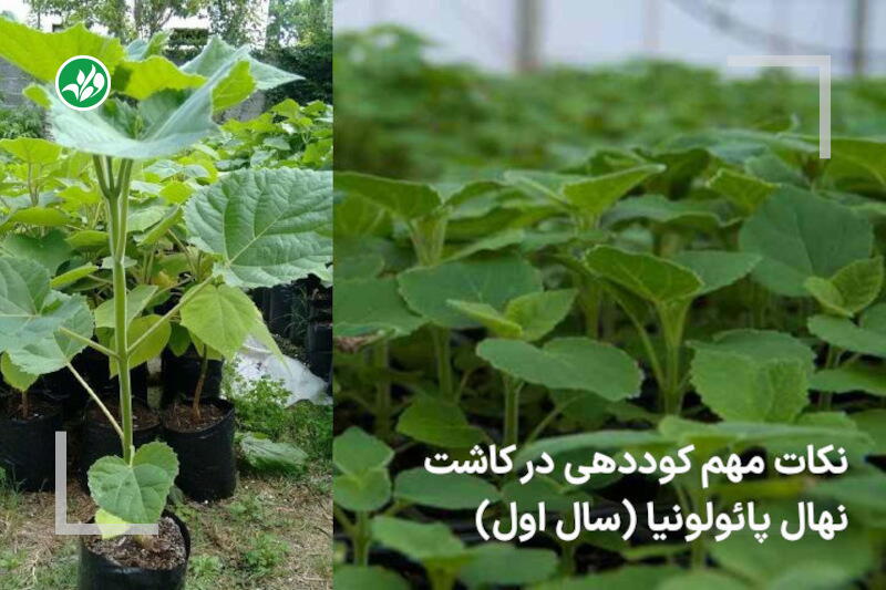 کود مخصوص کاشت نهال پائولونیا