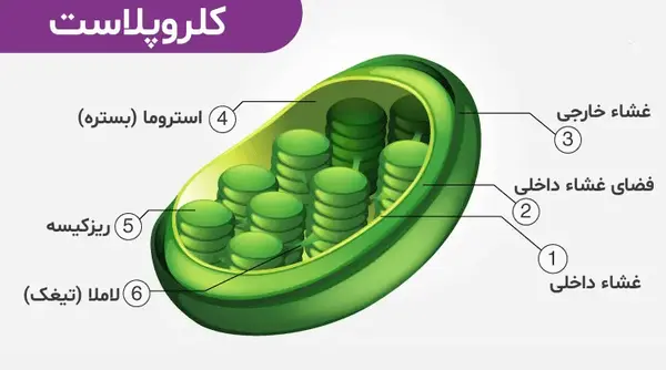 ساختار کلروپلاست