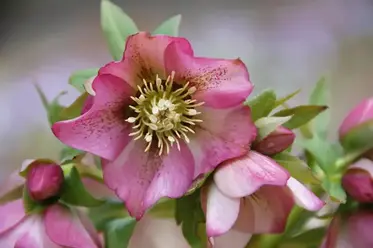 گیاهانی که در سایه کامل رشد می‌کنند