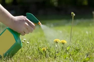 اسپری آب نمک روی علف های هرز