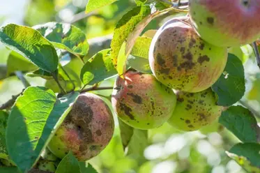 آسیب ناشی از لکه سیاه سیب