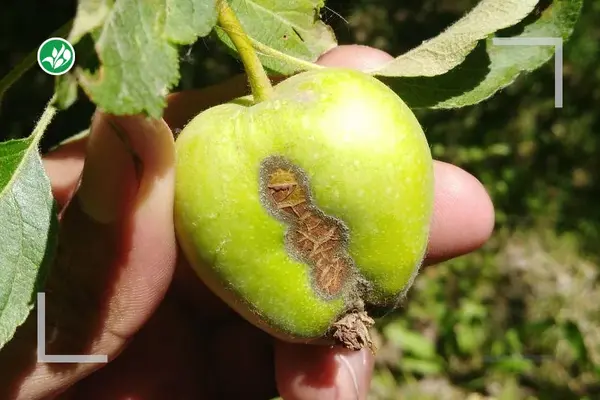 بیماری لکه سیاه روی میوه سیب