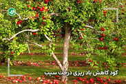 کود مخصوص کاهش بادریزی درختان سیب