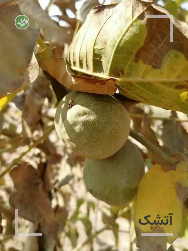 آتشک گردو